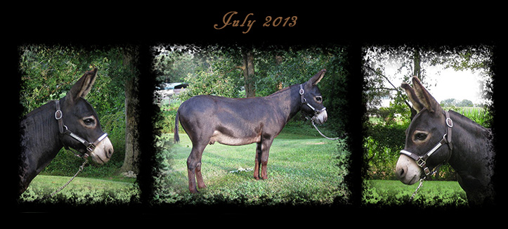Critter Haven Farm Miniature Donkeys